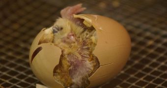 Researchers use chicken egg to hatch rare bird
