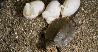 Baby Chinese big-headed turtle born at Prospect Park Zoo in NYC in November