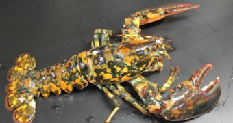 Fishermen now catch colored lobsters ever more often
