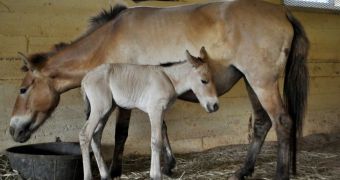 Conservationists celebrate the birth of a rare filly