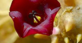 Rare Flowers Extinct Before Discovered