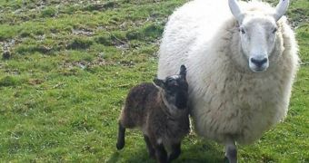 Unusual sheep-goat hybrid was born on an Irish farm