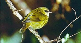 Rare birds are spotted in Hawaii