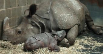 Baby rhino born at Cincinnati Zoo in the US on June 5