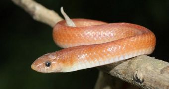 Rare Indian snake is spotted in wildlife reservation