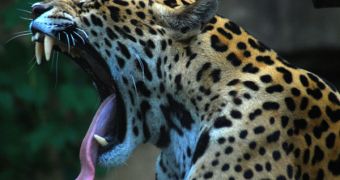 Jaguars most commonly live near water