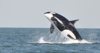 Specialists document rare killer whale type