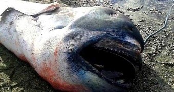 Megamouth shark found on a beach in the Philippines