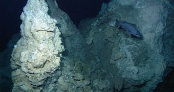 The Lost City chimney Poseidon, shown with a wreckfish, rises 60 meters above the seafloor