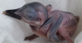 Rare Micronesian Kingfisher born in the US on January 1