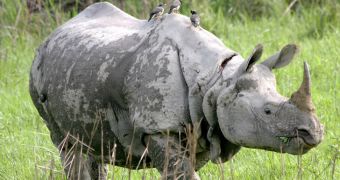 Poachers in India kill rare one-horned rhino