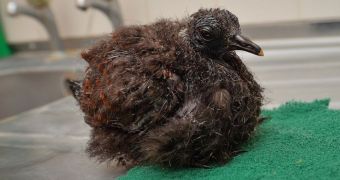Baby white-naped pheasant pigeon born at Chester Zoo earlier this year