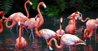 Flamingos are usually pink or orange-red