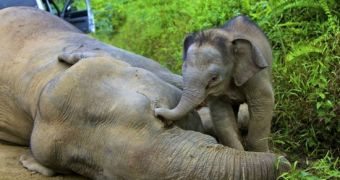 10 pygmy elephants show up dead in Borneo, authorities suspect foul play