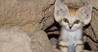 Sand kittens are born in Tel Aviv zoo
