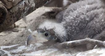 Denver Zoo is now home to a baby Steller's sea eagle