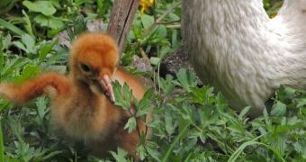 Franklin Park Zoo in Massachusetts welcomes young Siberian crane