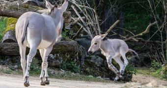 Zoo in Switzerland welcomes rare Somali wild ass