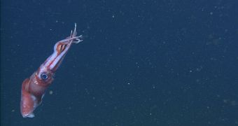 Rare Squid Can Eject Its Arms from the Body in Self-Defense