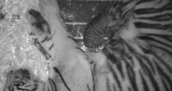 Rare tiger cub is born at the San Francisco Zoo