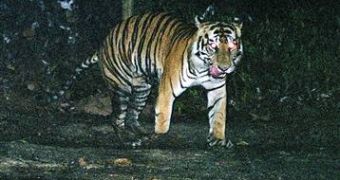The three-legged tiger appears to have escaped from a snare by cutting its paw off