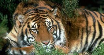 Tiger cubs fight disease in China