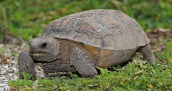 Gopher tortoises now looked after by staff at the Humane Society of the United States