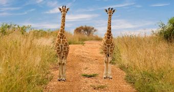 Rare Twin Giraffes Born at Natural Bridge Wildlife Ranch in Central Texas