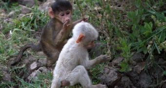 White baby baboon is spotted in Zambia