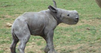 Wildlife Park in the UK welcomes white rhino calf