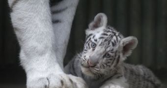 Czech Republic zoo takes pride in its white tiger triplets
