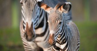 Zoo in England welcomes rare zebra foal