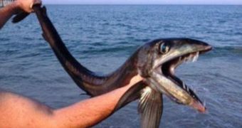 The lancetfish washed up on a Nags Head beach