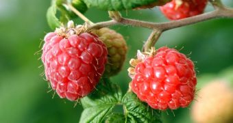 Researchers say raspeberries increase both male and female fertility