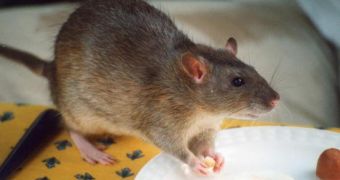 Rat is believed to have caused the power failure at the Fukushima nuclear plant