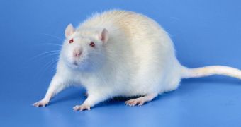 Study finds rats are able to experience regret