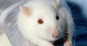 Rat studies show that common antidepressants can cause autism-like symptoms in the young brain