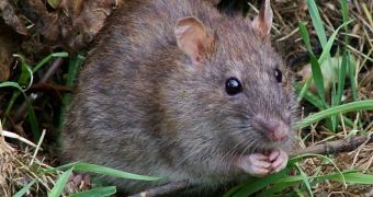 Summer does not sit all that well with rats, researchers find