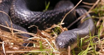 Global warming will "convince" ratsnakes to become night time predators