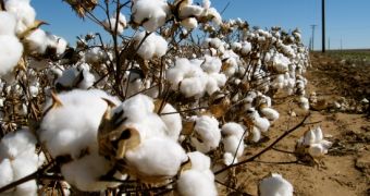 Raw Cotton Might Help Clean Up Oil Spills