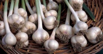 Researchers find raw garlic consumption lowers lung cancer risk