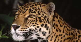 4 leopards are killed in India on a weekly basis