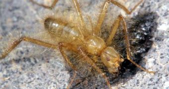 Re-Discovery: Hairy Fly That Can't Fly