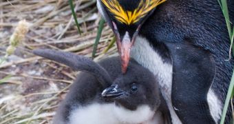 Penguin chick at Detroit Zoo (not pictured) gets adoptive family (click to see full image)