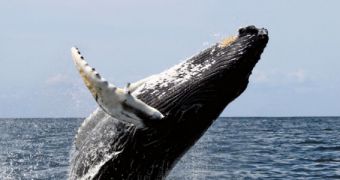 Whales needed about 10 million generations to grow to their largest masses