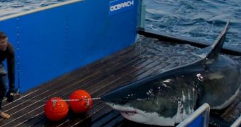 Real-Life “Jaws” Spotted Vacationing Off the Hamptons