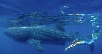 Real-life mermaid is pictured swimming alongside a whale shark