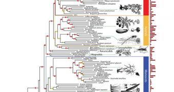 A phylogenomic reconstruction of the evolutionary diversification of seed plants