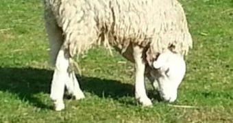 Terry, the sheep with an upside down head