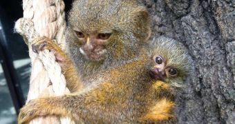 Houston Zoo welcomes baby Pygmy marmoset